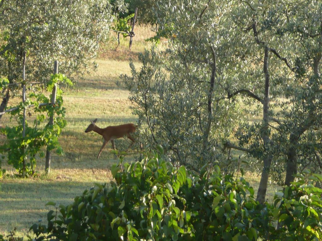 Casa Ercole Farm Stay Greve in Chianti Exterior foto